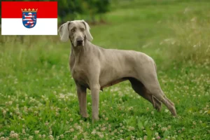 Lees meer over het artikel Weimaraner fokkers en pups in Hessen