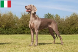Lees meer over het artikel Weimaraner fokkers en pups in Italië