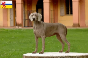 Lees meer over het artikel Weimaraner fokkers en pups in Limburg