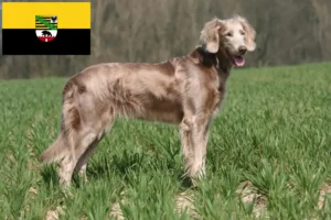 Lees meer over het artikel Weimaraner fokkers en pups in Saksen-Anhalt