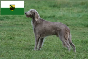 Lees meer over het artikel Weimaraner fokkers en pups in Saksen