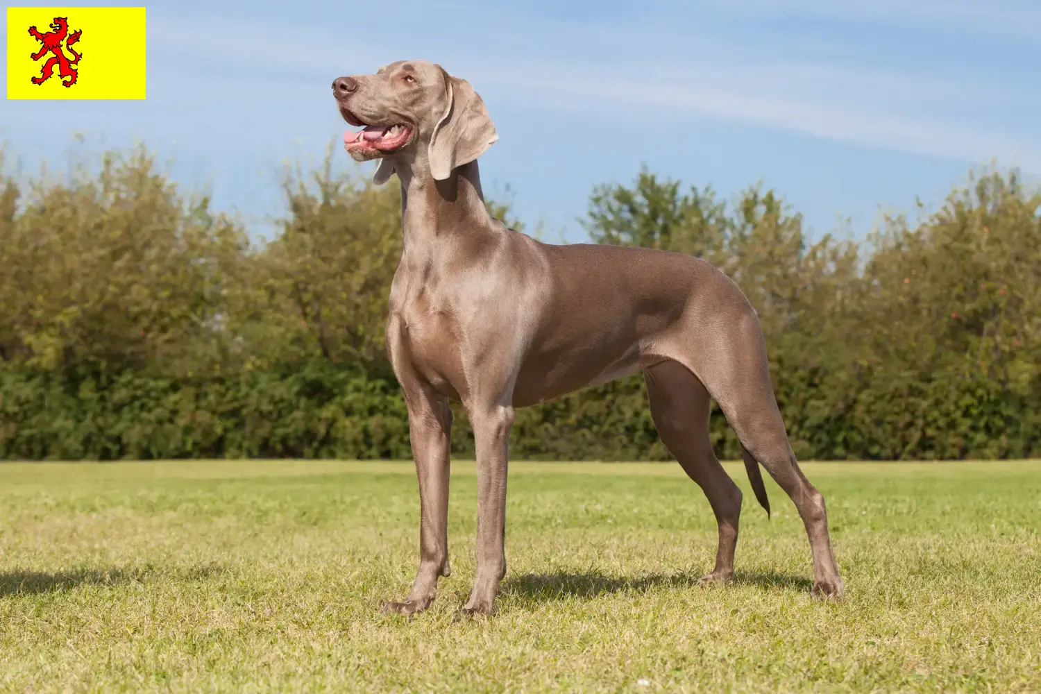 Weimaraner pups en fokkers Zuid-Holland Zoek Weimaraner fokkers in Zuid-Holland.