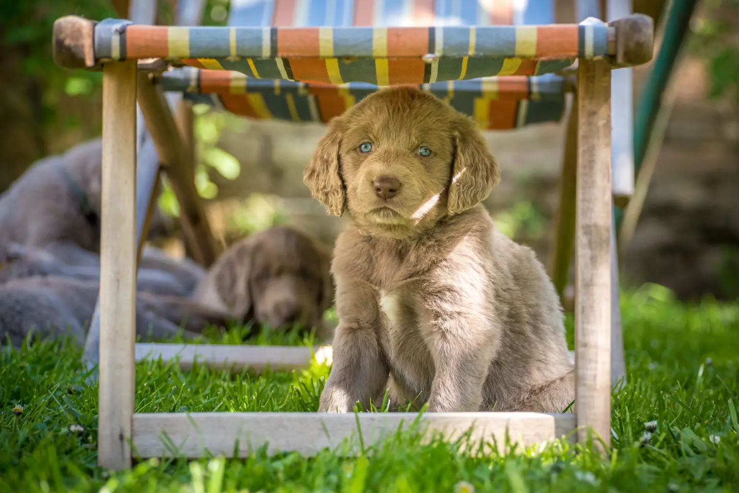 Een Weimaraner puppy kopen betekent verantwoordelijkheid nemen! Weimaraner puppy kopen.
