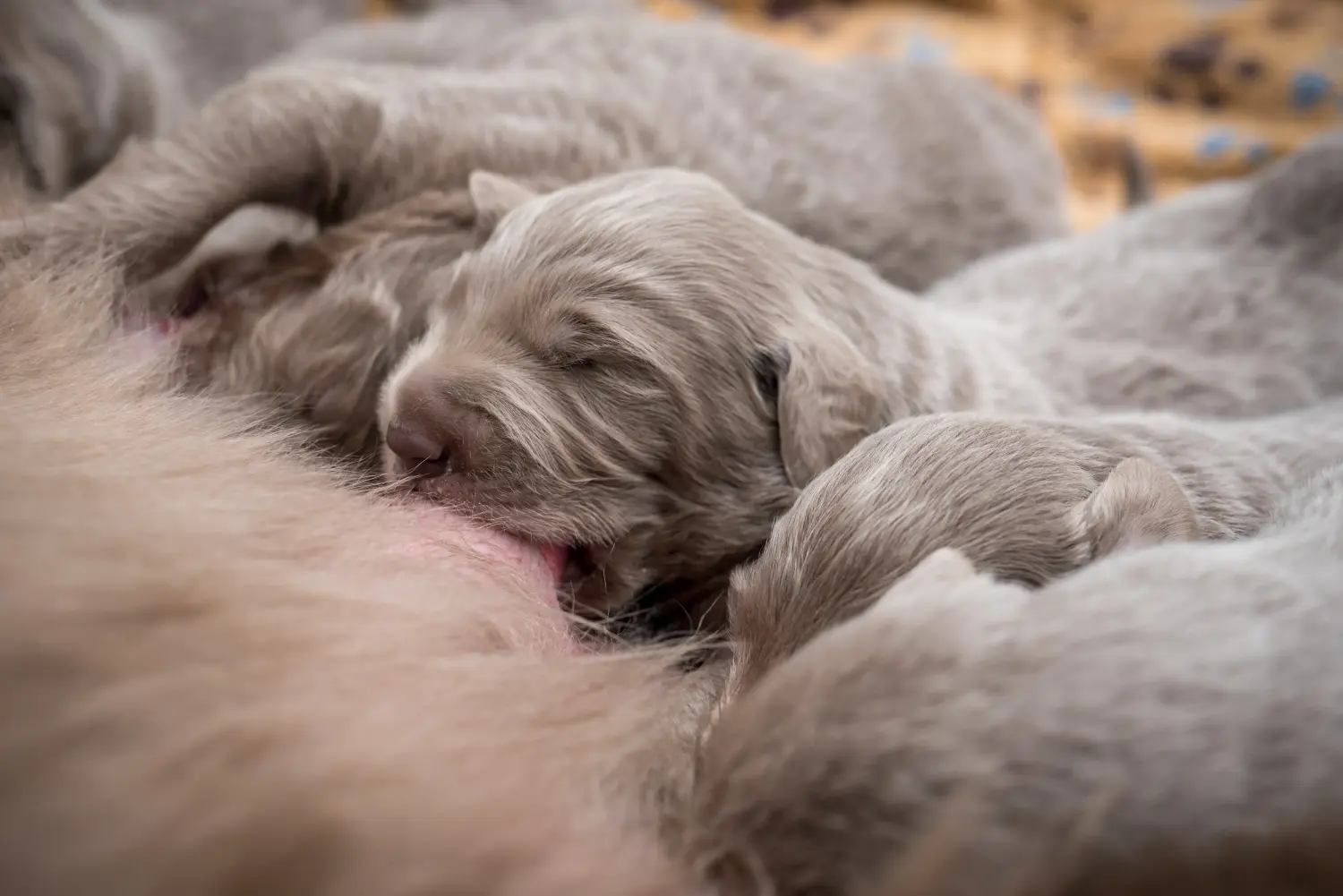 Een Weimaraner puppy kopen betekent verantwoordelijkheid nemen! Weimaraner puppy kopen.