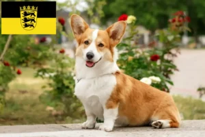 Lees meer over het artikel Welsh Corgi fokkers en pups in Baden-Württemberg