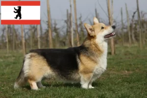 Lees meer over het artikel Welsh Corgi fokkers en pups in Berlijn