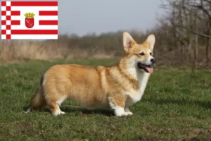 Lees meer over het artikel Welsh Corgi fokkers en pups in Bremen