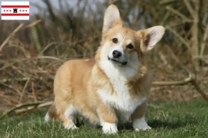 Lees meer over het artikel Welsh Corgi fokkers en pups in Drenthe