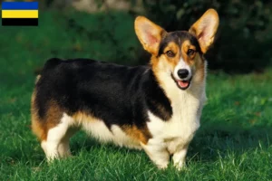 Lees meer over het artikel Welsh Corgi fokkers en pups in Gelderland