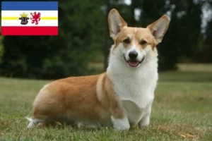 Lees meer over het artikel Welsh Corgi fokkers en pups in Mecklenburg-Vorpommern