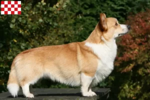Lees meer over het artikel Welsh Corgi fokkers en pups in Noord-Brabant