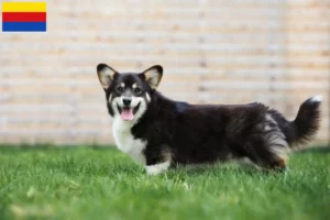 Lees meer over het artikel Welsh Corgi fokkers en pups in Noord-Holland