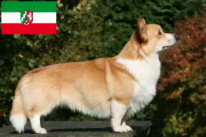 Lees meer over het artikel Welsh Corgi fokkers en pups in Noordrijn-Westfalen
