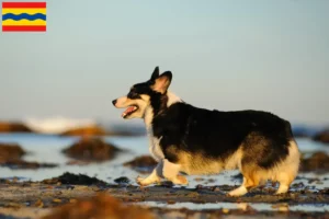 Lees meer over het artikel Welsh Corgi fokkers en pups in Overijssel