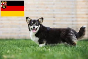 Lees meer over het artikel Welsh Corgi fokkers en pups in Rijnland-Palts