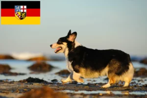 Lees meer over het artikel Welsh Corgi fokkers en pups in Saarland