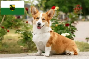 Lees meer over het artikel Welsh Corgi fokkers en pups in Saksen