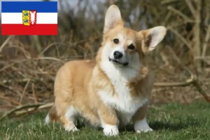 Lees meer over het artikel Welsh Corgi fokkers en pups in Sleeswijk-Holstein