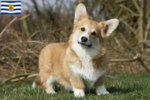 Lees meer over het artikel Welsh Corgi fokkers en pups in Zeeland