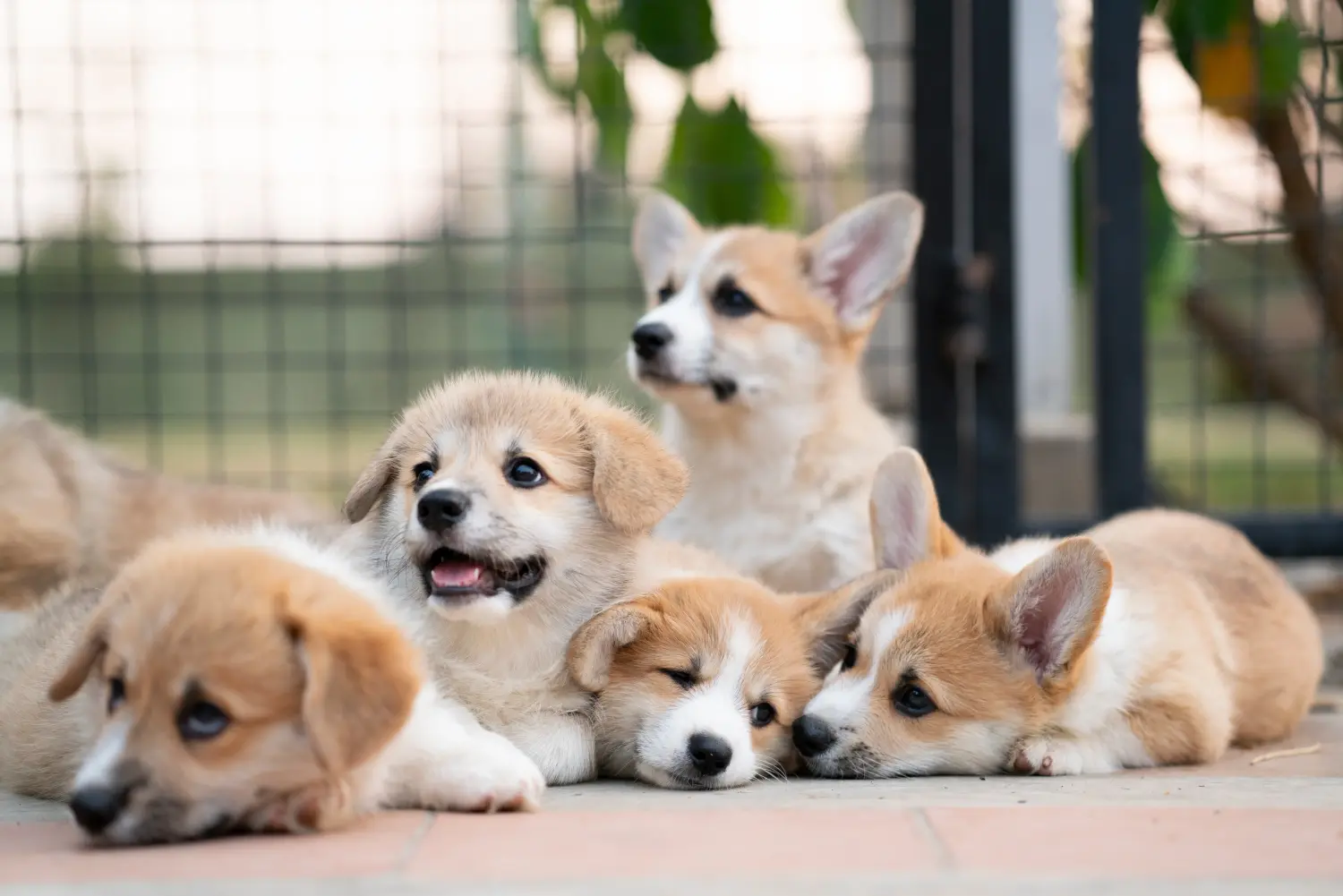 Een Welsh Corgi puppy kopen betekent verantwoordelijkheid nemen! Welsh Corgi puppy kopen.