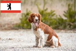 Lees meer over het artikel Welsh Springer Spaniel fokkers en pups in Berlijn