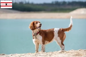 Lees meer over het artikel Welsh Springer Spaniel fokkers en pups in Drenthe