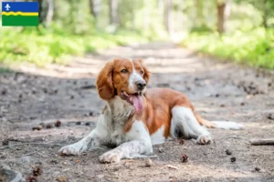 Lees meer over het artikel Welsh Springer Spaniel fokkers en pups in Flevoland