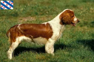Lees meer over het artikel Welsh Springer Spaniel fokkers en pups in Friesland