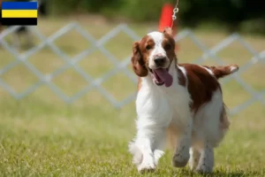 Lees meer over het artikel Welsh Springer Spaniel fokkers en pups in Gelderland