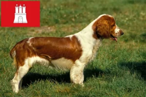 Lees meer over het artikel Welsh Springer Spaniel fokkers en pups in Hamburg