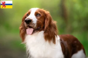 Lees meer over het artikel Welsh Springer Spaniel fokker en pups in Limburg
