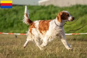 Lees meer over het artikel Welsh Springer Spaniel fokkers en pups in Noord-Holland