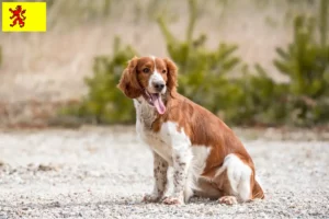 Lees meer over het artikel Welsh Springer Spaniel fokkers en pups in Zuid-Holland