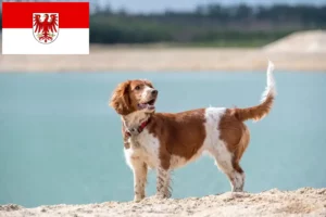 Lees meer over het artikel Welsh Springer Spaniel fokkers en pups in Brandenburg