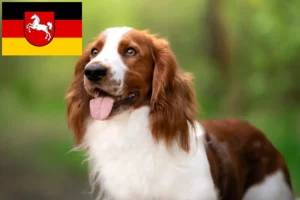 Lees meer over het artikel Welsh Springer Spaniel fokkers en pups in Nedersaksen