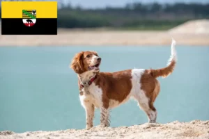 Lees meer over het artikel Welsh Springer Spaniel fokkers en pups in Saksen-Anhalt