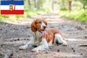 Lees meer over het artikel Welsh Springer Spaniel fokkers en pups in Sleeswijk-Holstein