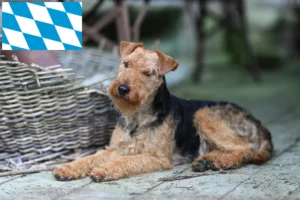 Lees meer over het artikel Welsh Terrier fokkers en puppies in Beieren
