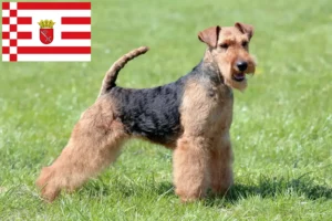 Lees meer over het artikel Welsh Terrier fokkers en pups in Bremen