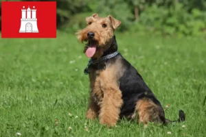 Lees meer over het artikel Welsh Terrier fokkers en pups in Hamburg
