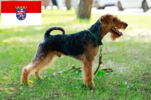 Lees meer over het artikel Welsh Terrier fokkers en pups in Hessen