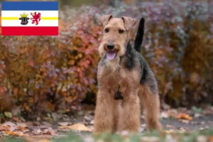 Lees meer over het artikel Welsh Terrier fokkers en pups in Mecklenburg-Vorpommern