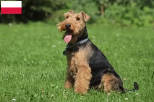 Lees meer over het artikel Welsh Terrier fokkers en puppies in Polen