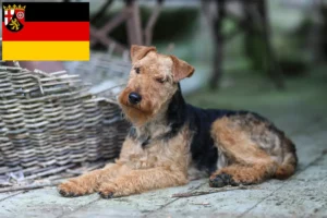 Lees meer over het artikel Welsh Terrier fokkers en pups in Rijnland-Palts