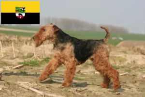 Lees meer over het artikel Welsh Terrier fokkers en pups in Saksen-Anhalt