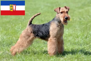Lees meer over het artikel Welsh Terrier fokkers en puppies in Sleeswijk-Holstein