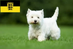 Lees meer over het artikel Westie fokkers en pups in Baden-Württemberg
