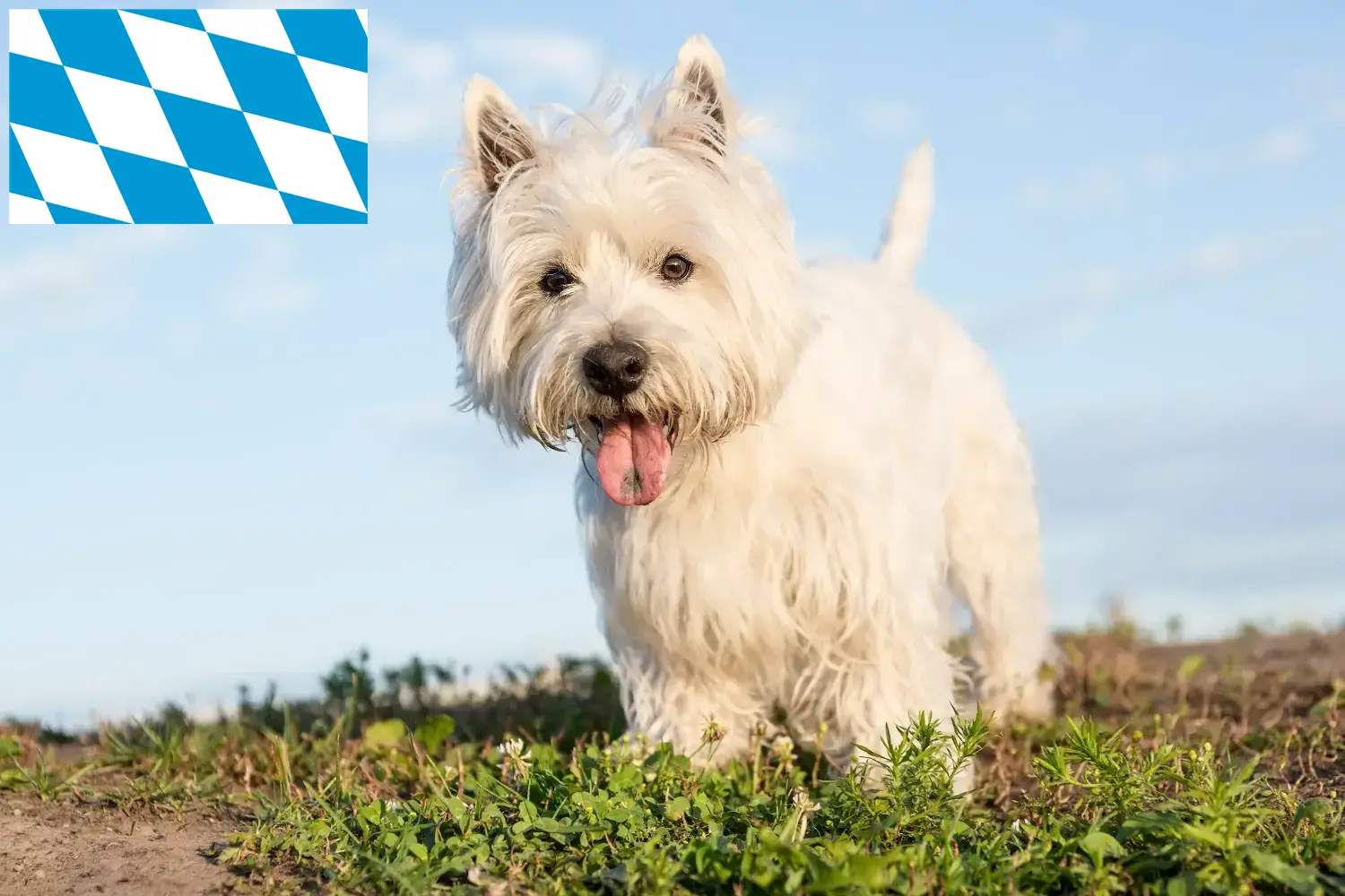 Westie puppies en fokkers Beieren Hier vind je Westies fokkers in Beieren.
