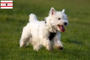 Lees meer over het artikel Westie fokkers en pups in Drenthe