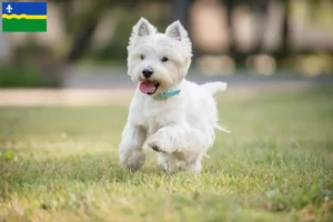 Lees meer over het artikel Westie fokkers en pups in Flevoland
